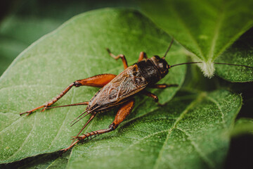 detail of an insect in the soybean plantation, macro photo
