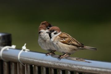 鉄の手すりにとまる二羽のスズメ
