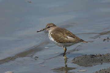 干潮の浜辺に立つイソシギ