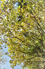 Os galhos e as folhas e sementes da Liquidambar styraciflua