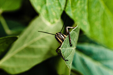 detail of an insect on the soybean leaf, macro photo