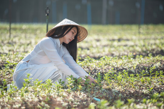 A beautiful Vietnamese woman is growing organic vegetables in a field.