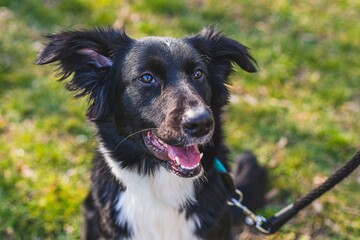 Close up portrait of a young black and white mongrel border collie dog on leash with mouth open sitting on green and yellow grass looking happy. Sunny day in a park.