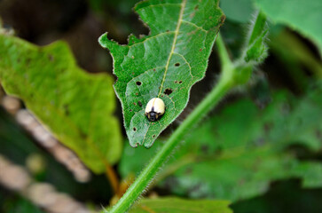 Um pequeno besouro amarelo descansando na folha