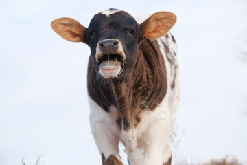 Animal humor with calf on farm letting out moo sound with copy space for speech on background.