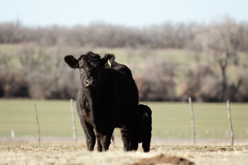 Black angus cow with calf in Texas pasture of ranch. © ccestep8