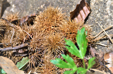 Frutos secos da Castanea sativa Mill acumulados ao ch&atilde;o