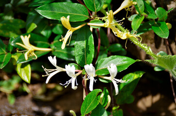 Fototapeta premium As delicadas flores brancas e amarelas da Lonicera japonica