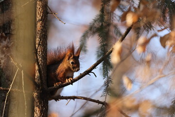 Eurasian red squirrel (Sciurus vulgaris) Germany