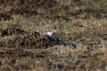Stoat (Mustela erminea) Swabian Alps  Germany