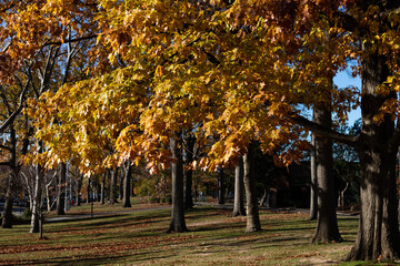 Colorful Trees at Astoria Park in Astoria Queens New York during Autumn