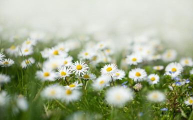 stokrotka na łące na trawniku, wiosenne kwiaty w ogrodzie, piękny trawnik, beautiful lawn