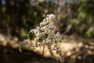 close up of a flower