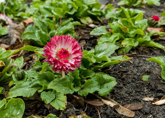 pink and white dahlia