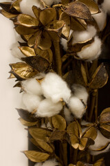 Close-up of Ripe cotton bolls on branches