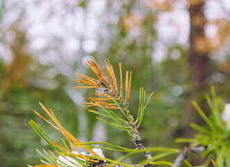 Naklejka na ściany i meble Old yellowed needles of a pine branch next to fresh and green needles close-up in a winter forest