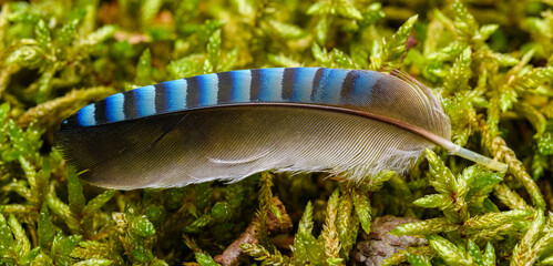 jay feather on moss in detail - obrazy, fototapety, plakaty