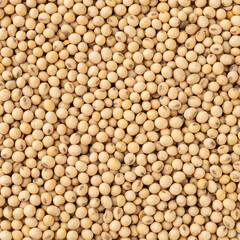 Closeup, top view of uncooked soy beans