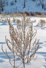 Dry grass close-up on the background of snow in winter