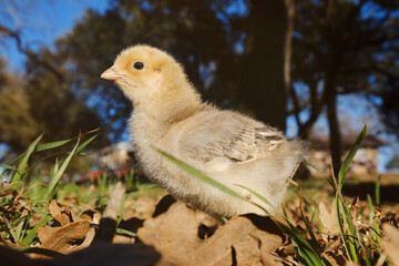 Yellow chick in grass on farm.