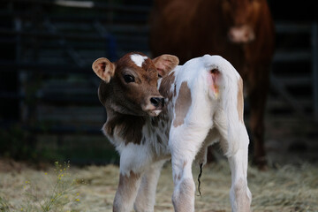 Cute spotted heifer calf on farm close up.