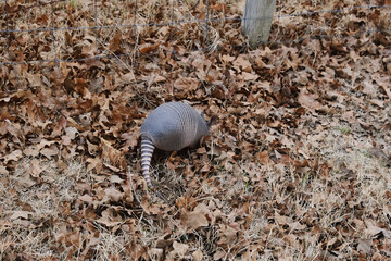 Armadillo in dry leaves during winter.