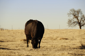 Black angus beef cow grazing on dry rural pasture of ranch in Texas during winter. - obrazy, fototapety, plakaty
