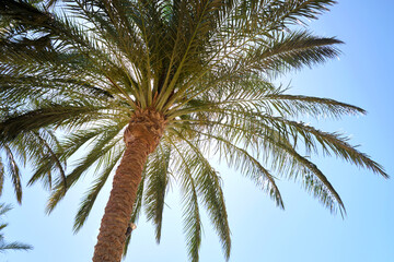Naklejka na ściany i meble Beautiful green coconut palm trees on tropical beach against blue sky. Summer vacation concept