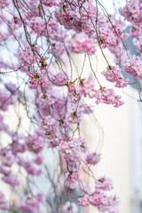pink cherry blossom