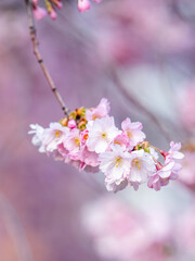 pink cherry blossom