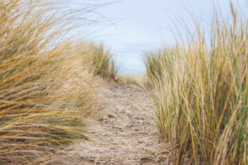 Chemin dans les dunes