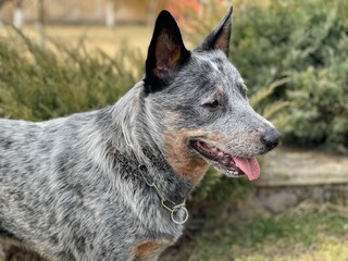 Head and neck of a waiting Australian Blue Heeler or Cattle Dog with ears pricked up and mouth open