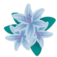 Fototapeta na wymiar Illustration of decorative lilies on a white background.