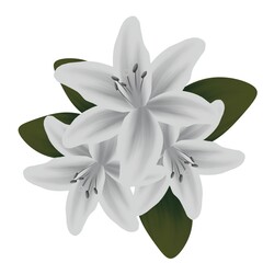 Illustration of decorative lilies on a white background.