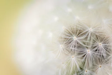 Deurstickers dandelion head © Inge