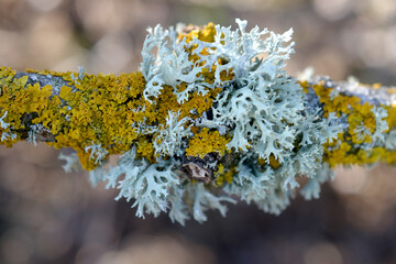 Moss lichen on a tree branch - obrazy, fototapety, plakaty