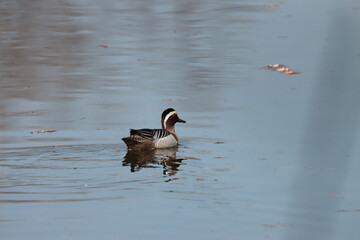 Čírka modrá / Anas guerguedula