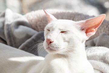 Portrait of oriental shorthair white cat sleeping on the sunlight