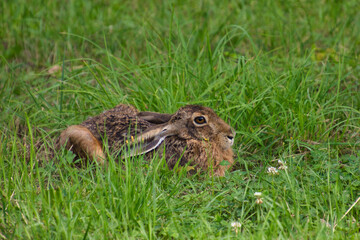 Feldhase in Deckung