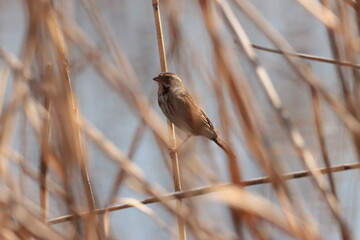 Strnad rákosní / Embrezia schoeniclus