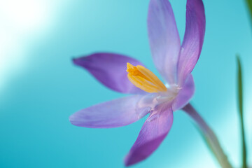 Close up one crocus on a blue background. Spring concept. blur and selective focus, blurred foreground