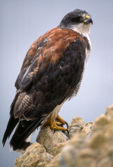 Buse tricolore,.Geranoaetus polyosoma, Variable Hawk
