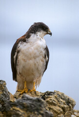 Buse tricolore,.Geranoaetus polyosoma, Variable Hawk