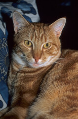 Chat roux, race British Short Hair,