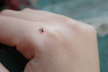 A small Aedes mosquito on the back of the hand. mosquito vectors of dengue fever.