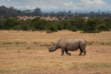 White Rhinoceros Ceratotherium simum Square-lipped Rhinoceros at Khama Rhino Sanctuary Kenya Africa.