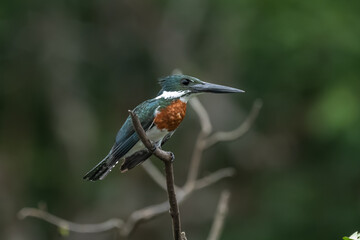 Belted Kingfisher Portrait in Pennsylvania