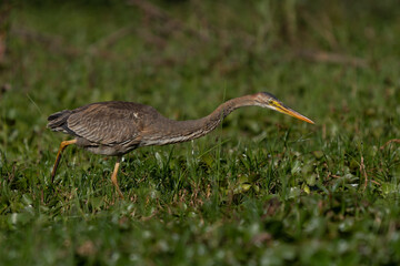 Great Blue Heron (Ardea Herodias) standing in a marsh