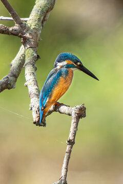 Cute Kingfisher, male Blued-eared Kingfisher (Alcedo meninting) sitting on a branch