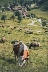 Fototapeta na wymiar cows on the meadow